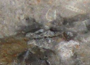 Fossil oben rechts wie auf auf dem 
Dünnschliffbild. Unten unbekannte krebsartige Fossile