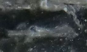 Fossilie. unbekannt. Fragmentiert 
mit erkennbaren Auge
Rechts eine seltsame Fossilie