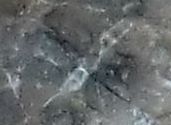 Dieses unbekannte, fragmentierte
Fossil ist häufig in dem Meteoriten
vorhanden und keine 2 mm lang.
es zeigt ein Knochengerst, das aus Kalk bestehen könnte und 
daher für die Diagenese auf dem 
fremden Planeten (Mars?) vor hunderten Millionen Jahren überwiegend verantwortlich. Auch
auf dem Dünnschliffbild links gut zu erkennen.